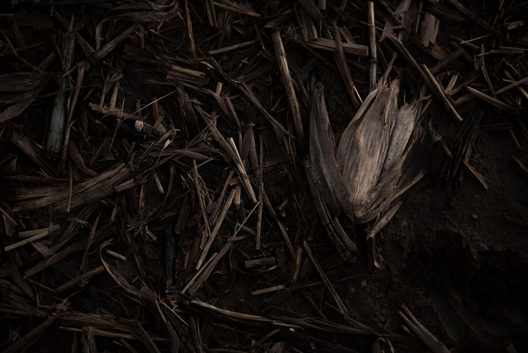A field corn husk lies in the dirt